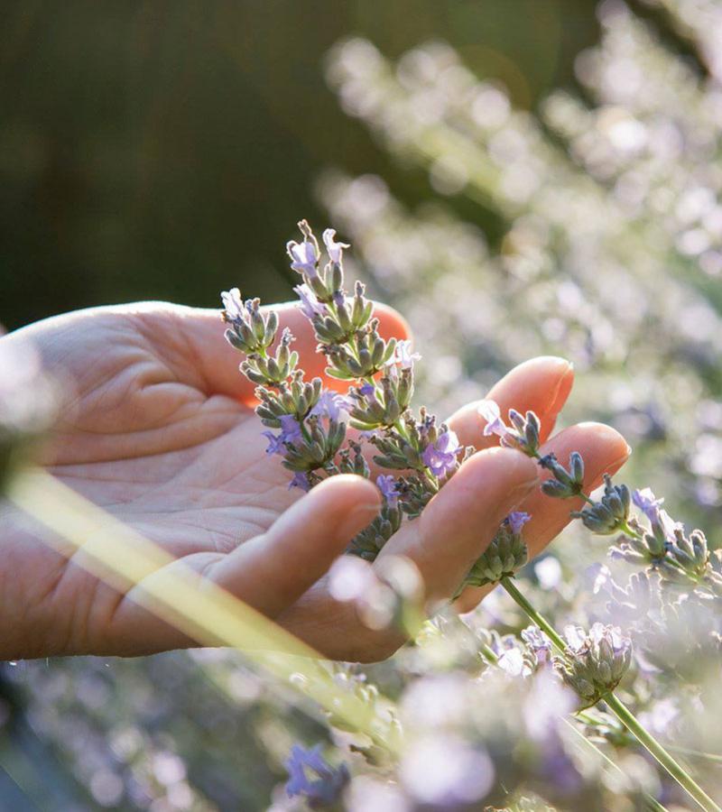 Lavendel